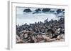 Cape Fur seals, Cape Cross, Skeleton Coast, Kaokoland, Namibia.-Nico Tondini-Framed Photographic Print