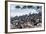 Cape Fur seals, Cape Cross, Skeleton Coast, Kaokoland, Namibia.-Nico Tondini-Framed Photographic Print