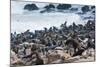 Cape Fur seals, Cape Cross, Skeleton Coast, Kaokoland, Namibia.-Nico Tondini-Mounted Photographic Print