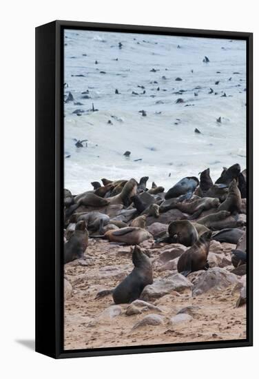 Cape Fur seals, Cape Cross, Skeleton Coast, Kaokoland, Namibia.-Nico Tondini-Framed Stretched Canvas