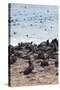 Cape Fur seals, Cape Cross, Skeleton Coast, Kaokoland, Namibia.-Nico Tondini-Stretched Canvas