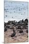 Cape Fur seals, Cape Cross, Skeleton Coast, Kaokoland, Namibia.-Nico Tondini-Mounted Photographic Print