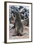 Cape Fur seals, Cape Cross, Skeleton Coast, Kaokoland, Namibia.-Nico Tondini-Framed Photographic Print