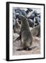 Cape Fur seals, Cape Cross, Skeleton Coast, Kaokoland, Namibia.-Nico Tondini-Framed Photographic Print