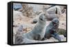 Cape Fur seals, Cape Cross, Skeleton Coast, Kaokoland, Namibia.-Nico Tondini-Framed Stretched Canvas