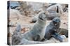 Cape Fur seals, Cape Cross, Skeleton Coast, Kaokoland, Namibia.-Nico Tondini-Stretched Canvas