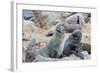 Cape Fur seals, Cape Cross, Skeleton Coast, Kaokoland, Namibia.-Nico Tondini-Framed Photographic Print