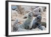 Cape Fur seals, Cape Cross, Skeleton Coast, Kaokoland, Namibia.-Nico Tondini-Framed Photographic Print