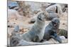 Cape Fur seals, Cape Cross, Skeleton Coast, Kaokoland, Namibia.-Nico Tondini-Mounted Photographic Print