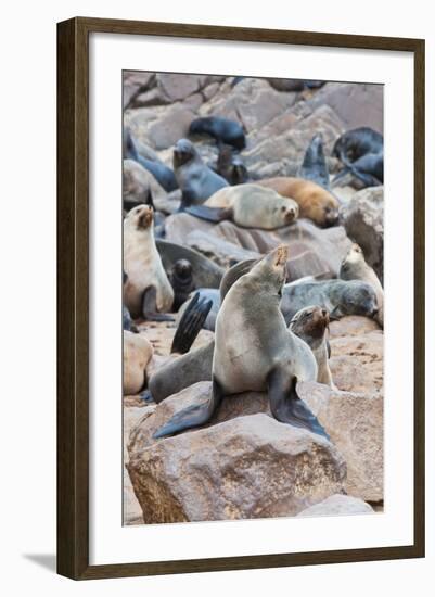 Cape Fur seals, Cape Cross, Skeleton Coast, Kaokoland, Namibia.-Nico Tondini-Framed Photographic Print