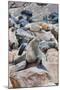 Cape Fur seals, Cape Cross, Skeleton Coast, Kaokoland, Namibia.-Nico Tondini-Mounted Photographic Print