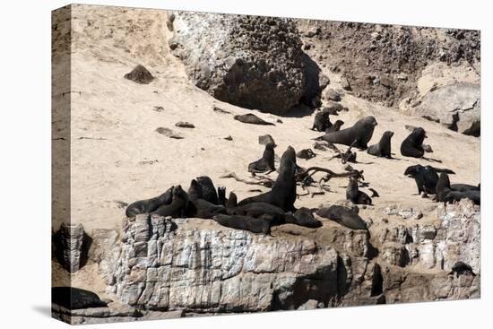 Cape Fur Seals, Cape Town, South Africa, Africa-Lisa Collins-Stretched Canvas