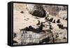 Cape Fur Seals, Cape Town, South Africa, Africa-Lisa Collins-Framed Stretched Canvas