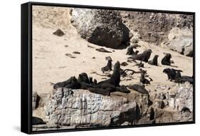 Cape Fur Seals, Cape Town, South Africa, Africa-Lisa Collins-Framed Stretched Canvas