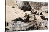 Cape Fur Seals, Cape Town, South Africa, Africa-Lisa Collins-Stretched Canvas