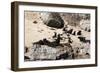 Cape Fur Seals, Cape Town, South Africa, Africa-Lisa Collins-Framed Photographic Print