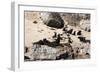 Cape Fur Seals, Cape Town, South Africa, Africa-Lisa Collins-Framed Photographic Print