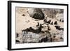 Cape Fur Seals, Cape Town, South Africa, Africa-Lisa Collins-Framed Photographic Print