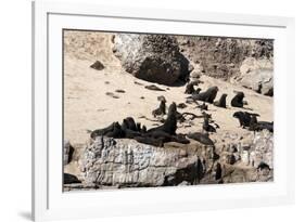 Cape Fur Seals, Cape Town, South Africa, Africa-Lisa Collins-Framed Photographic Print