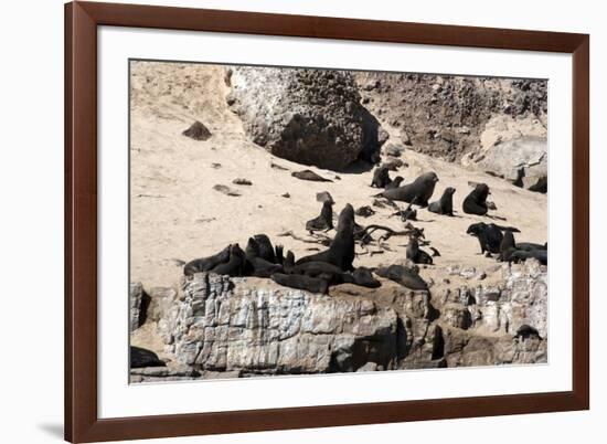 Cape Fur Seals, Cape Town, South Africa, Africa-Lisa Collins-Framed Photographic Print