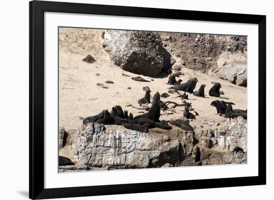 Cape Fur Seals, Cape Town, South Africa, Africa-Lisa Collins-Framed Photographic Print