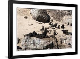 Cape Fur Seals, Cape Town, South Africa, Africa-Lisa Collins-Framed Photographic Print