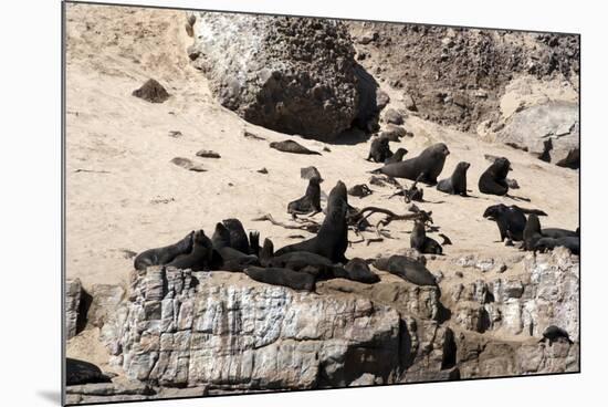 Cape Fur Seals, Cape Town, South Africa, Africa-Lisa Collins-Mounted Photographic Print