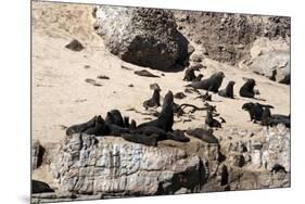 Cape Fur Seals, Cape Town, South Africa, Africa-Lisa Collins-Mounted Photographic Print