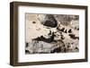 Cape Fur Seals, Cape Town, South Africa, Africa-Lisa Collins-Framed Photographic Print