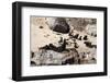 Cape Fur Seals, Cape Town, South Africa, Africa-Lisa Collins-Framed Photographic Print