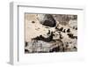 Cape Fur Seals, Cape Town, South Africa, Africa-Lisa Collins-Framed Photographic Print