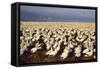 Cape Gannet Breeding Colony-null-Framed Stretched Canvas