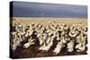 Cape Gannet Breeding Colony-null-Stretched Canvas