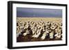 Cape Gannet Breeding Colony-null-Framed Photographic Print