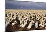 Cape Gannet Breeding Colony-null-Mounted Photographic Print