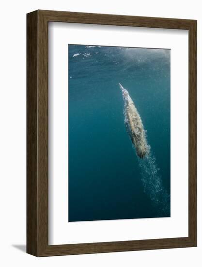 Cape Gannet Feeding, Sardine Run, Eastern Cape, South Africa-Pete Oxford-Framed Photographic Print