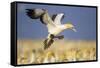 Cape Gannet Landing Amongst Colony-null-Framed Stretched Canvas