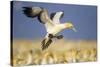 Cape Gannet Landing Amongst Colony-null-Stretched Canvas