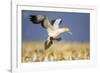 Cape Gannet Landing Amongst Colony-null-Framed Photographic Print