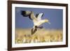 Cape Gannet Landing Amongst Colony-null-Framed Photographic Print