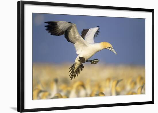 Cape Gannet Landing Amongst Colony-null-Framed Photographic Print