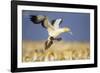 Cape Gannet Landing Amongst Colony-null-Framed Photographic Print