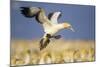 Cape Gannet Landing Amongst Colony-null-Mounted Photographic Print