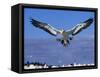 Cape Gannet Landing, Lamberts Bay, South Africa-Tony Heald-Framed Stretched Canvas