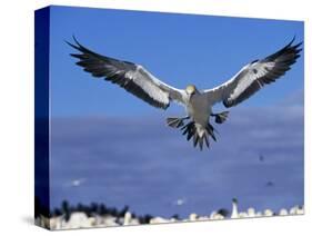 Cape Gannet Landing, Lamberts Bay, South Africa-Tony Heald-Stretched Canvas