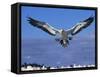 Cape Gannet Landing, Lamberts Bay, South Africa-Tony Heald-Framed Stretched Canvas