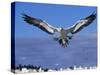 Cape Gannet Landing, Lamberts Bay, South Africa-Tony Heald-Stretched Canvas
