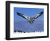 Cape Gannet Landing, Lamberts Bay, South Africa-Tony Heald-Framed Premium Photographic Print