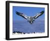 Cape Gannet Landing, Lamberts Bay, South Africa-Tony Heald-Framed Photographic Print