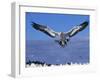 Cape Gannet Landing, Lamberts Bay, South Africa-Tony Heald-Framed Photographic Print